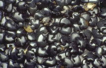 Imagenes y texturas de Abalorios