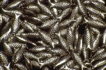 Imagenes y texturas de Abalorios