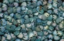 Imagenes y texturas de Abalorios