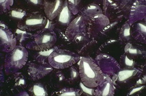 Imagenes y texturas de Abalorios