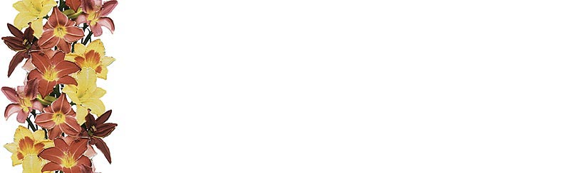 Imagenes y texturas de Bordes