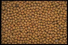 Imagenes y texturas de Comida