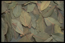 Imagenes y texturas de Comida