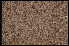 Imagenes y texturas de Comida