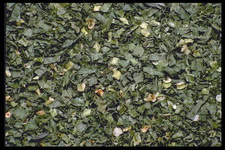 Imagenes y texturas de Comida