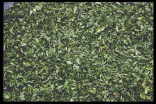 Imagenes y texturas de Comida