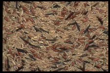 Imagenes y texturas de Comida