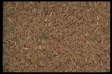 Imagenes y texturas de Comida