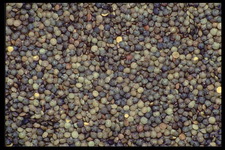 Imagenes y texturas de Comida