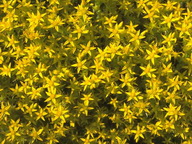 Imagenes y texturas de Flores