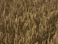 Imagenes y texturas de Flores