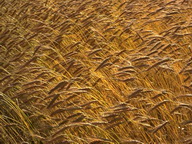 Imagenes y texturas de Flores