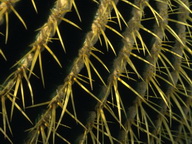 Imagenes y texturas de Flores