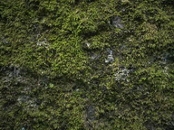 Imagenes y texturas de Flores