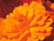 Imagenes y texturas de Flores