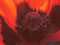 Imagenes y texturas de Flores