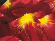 Imagenes y texturas de Flores