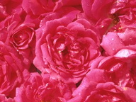 Imagenes y texturas de Flores