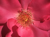 Imagenes y texturas de Flores