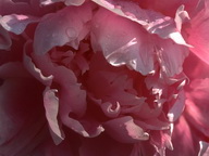 Imagenes y texturas de Flores