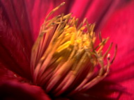 Imagenes y texturas de Flores