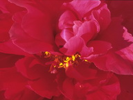 Imagenes y texturas de Flores