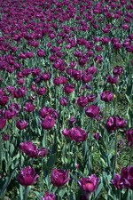 Imagenes y texturas de Flores