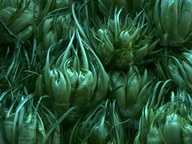 Imagenes y texturas de Hojas