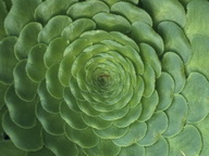 Imagenes y texturas de Hojas