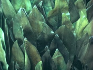 Imagenes y texturas de Hojas