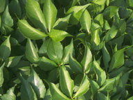 Imagenes y texturas de Hojas