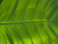 Imagenes y texturas de Hojas