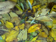 Imagenes y texturas de Hojas