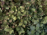 Imagenes y texturas de Hojas