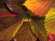 Imagenes y texturas de Hojas