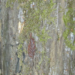 Imagenes y texturas de Madera-2