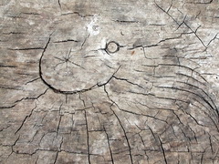 Imagenes y texturas de Madera