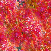 Imagenes y texturas de Otonyo