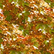 Imagenes y texturas de Otonyo