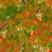 Imagenes y texturas de Otonyo