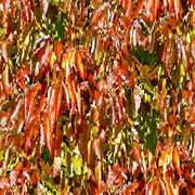 Imagenes y texturas de Otonyo