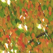 Imagenes y texturas de Otonyo