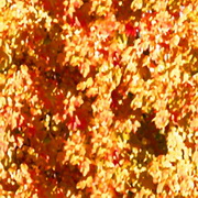 Imagenes y texturas de Otonyo