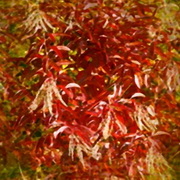 Imagenes y texturas de Otonyo