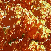 Imagenes y texturas de Otonyo