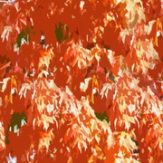 Imagenes y texturas de Otonyo