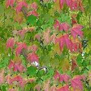 Imagenes y texturas de Otonyo