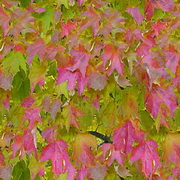 Imagenes y texturas de Otonyo