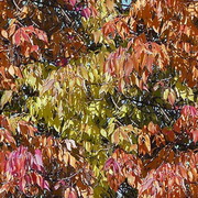 Imagenes y texturas de Otonyo