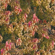 Imagenes y texturas de Otonyo